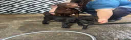 Labrador Retriever dogs for sale: LABRADOR PUPPY FOR SALE - Advert 1