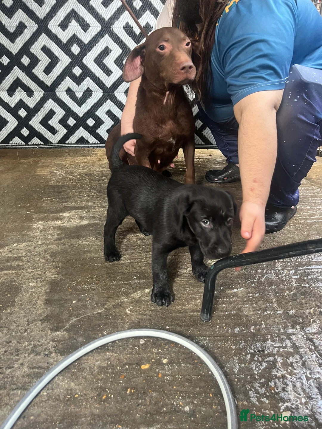 Labrador Retriever dogs for sale: LABRADOR PUPPY FOR SALE - Advert 1