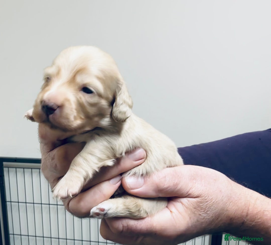 Miniature Dachshund dogs for sale: KC reg mini longhaired dachshund pups - Advert 3