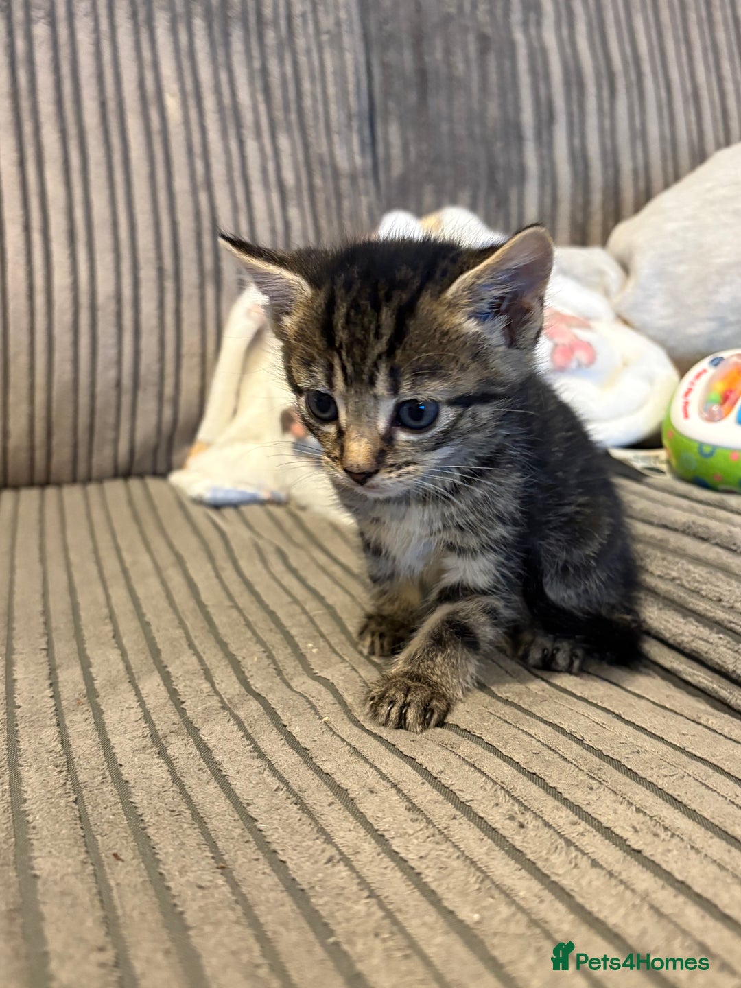 Domestic Shorthair cats for sale: 4 gorgeous Tabby kittens ready 26-1-26 - Advert 25