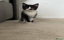 Mixed Breed cats for sale: Little boy looking for the new home - Image 2