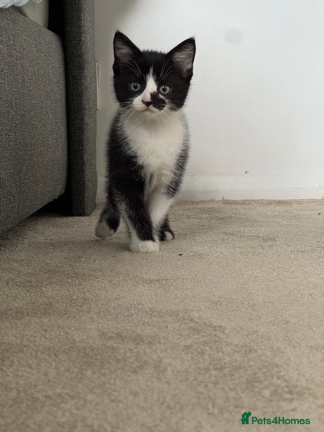 Mixed Breed cats for sale: Little boy looking for the new home - Image 2