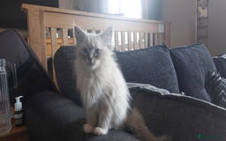 Ragdoll cats for sale: Ragdolls ready for forever homes 😻 3 males left  in Biggar - Image 3