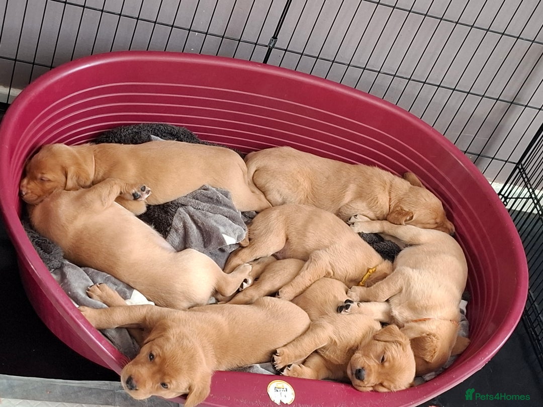 Labrador Retriever dogs for sale: Mix of fox red and yellow labrador puppies - Image 11