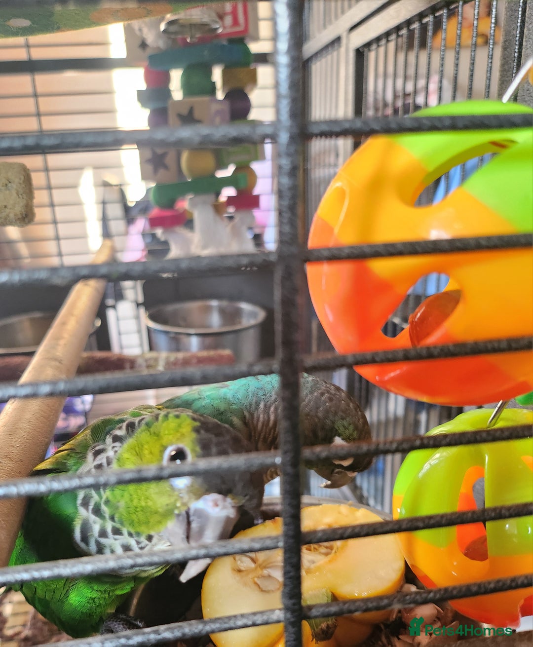 Conures birds for sale: Male and female conure  - Advert 2