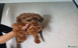 Cockapoo dogs for sale: My small cockpapoo - Image 8