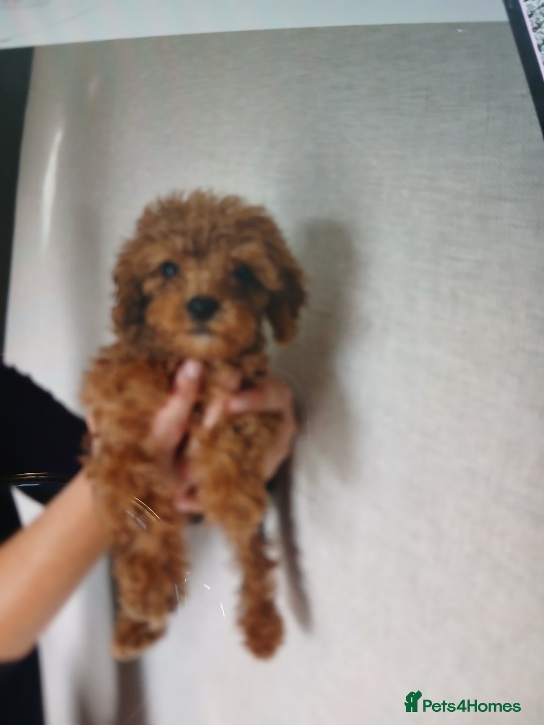Cockapoo dogs for sale: My small cockpapoo - Image 8