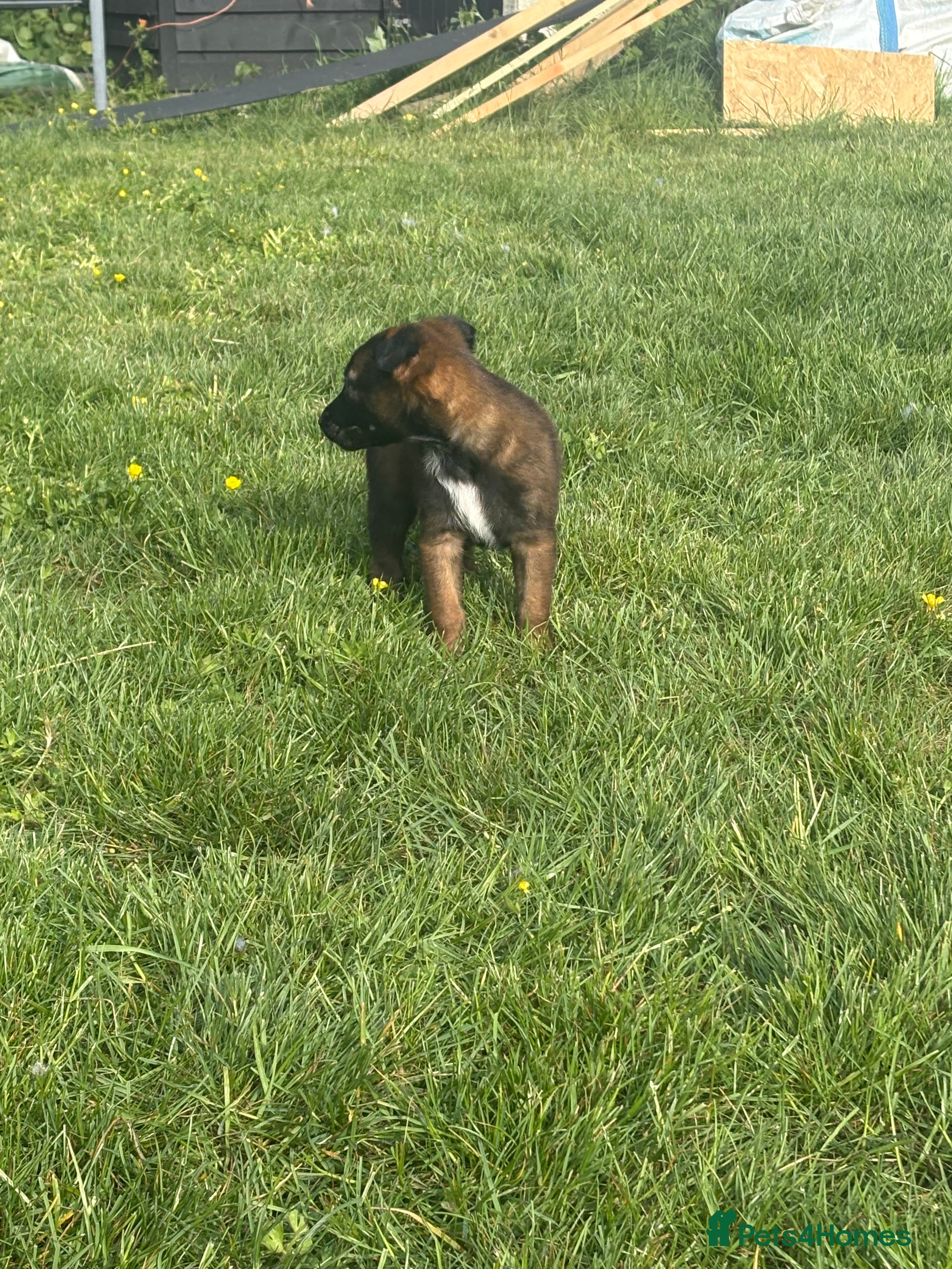 Belgian Shepherd Dog dogs for sale: **READY NOW** Belgian Mallinois Pups - Advert 30