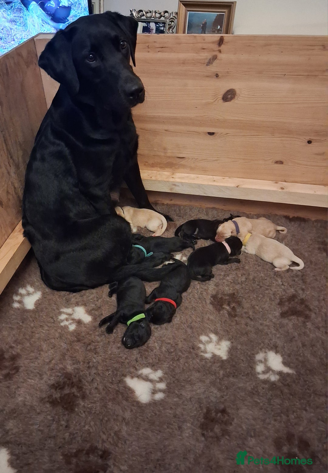 Labrador Retriever dogs for sale: Superb litter for working/competition/pet - Image 7