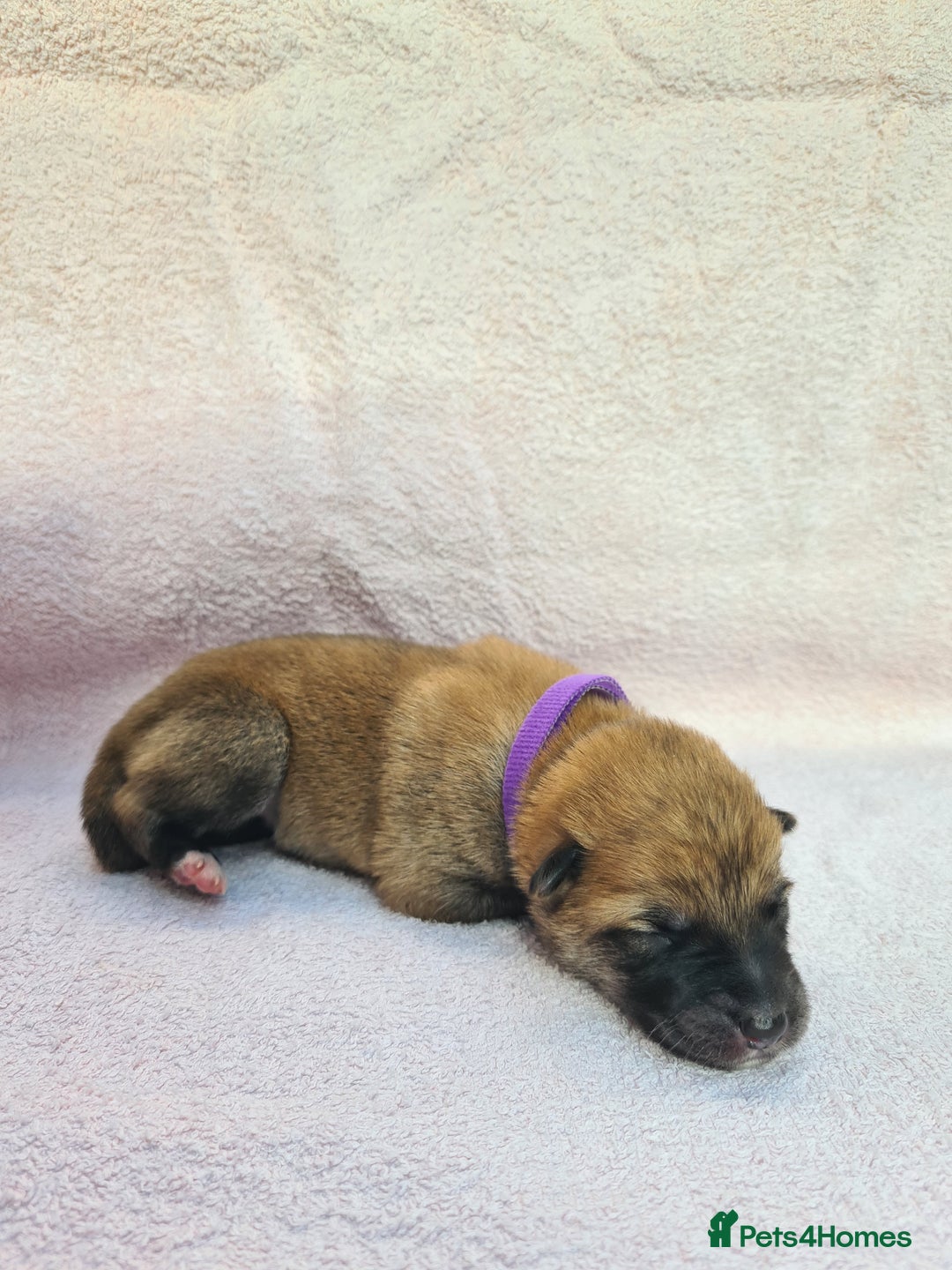 Mixed Breed dogs for sale: Czech Wolfdog × Akita/Malamute Puppies - Image 18