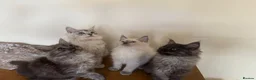 Ragcoon cats for sale: Cuteness Overload Incoming! Adorable Ragcoon Kitts - Advert 14