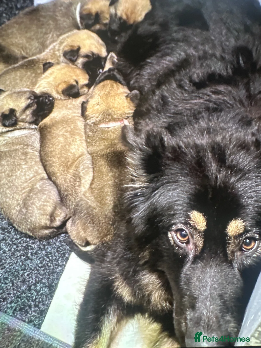 Mixed Breed dogs for sale: German Shepherd cross Belgium Malanai - Advert 6