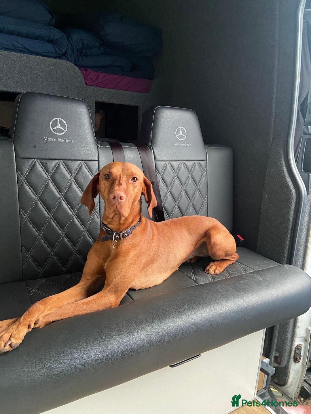 Hungarian Vizsla dogs for sale: Hungarian Vizsla puppies - KC registered  - Advert 4