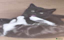 Mixed Breed cats for sale: Beautiful kittens  - Image 2