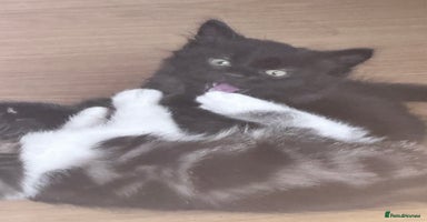 Mixed Breed cats - Advert 2