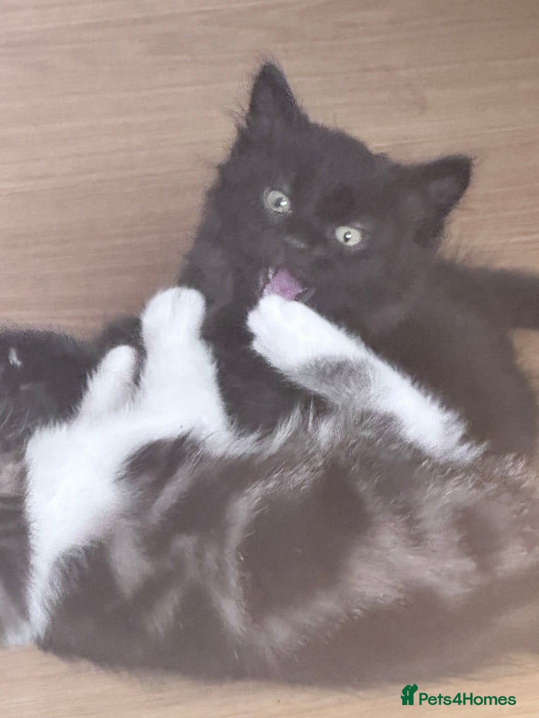Mixed Breed cats for sale: Beautiful kittens  - Image 2