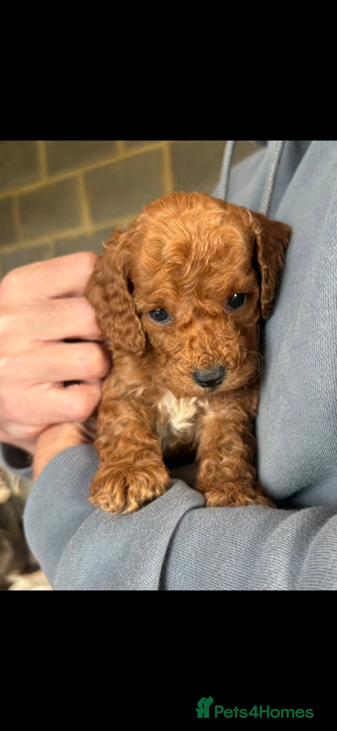 Cockapoo dogs RED F1 COCKAPOOS  - Advert 2