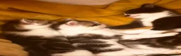 Mixed Breed cats for sale: Beautiful fluffy furballs  - Advert 12