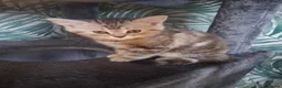 Persian cats for sale: Beautiful half persian kittens  - Advert 9
