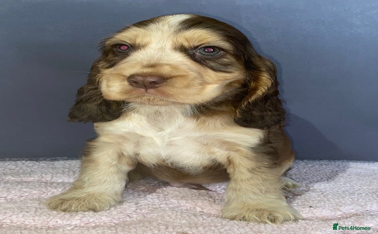 Cocker Spaniel dogs - Advert 2