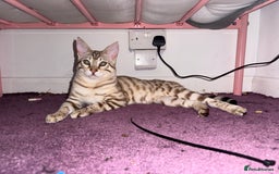 Bengal cats for sale: 6 month old male snow lynx bengal need gone asap - Image 1