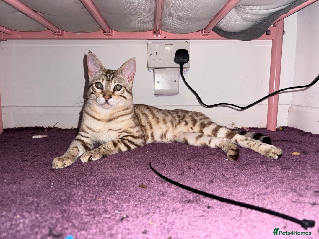 Bengal cats for sale: 6 month old male snow lynx bengal need gone asap - Image 1