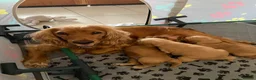 Cocker Spaniel dogs for sale: Show Cocker Puppies - Advert 13