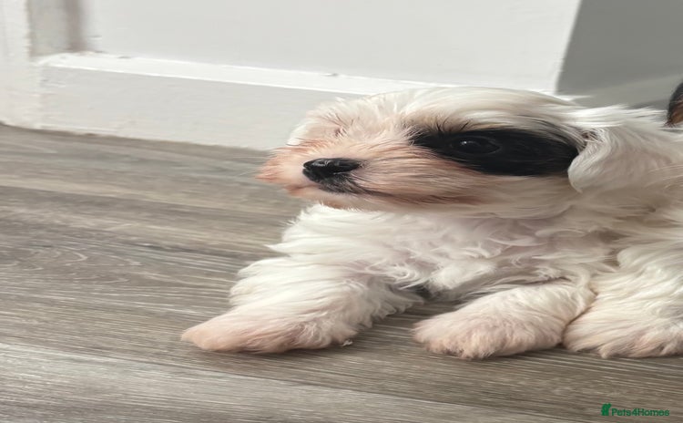 Biewer Terrier dogs - Advert 2