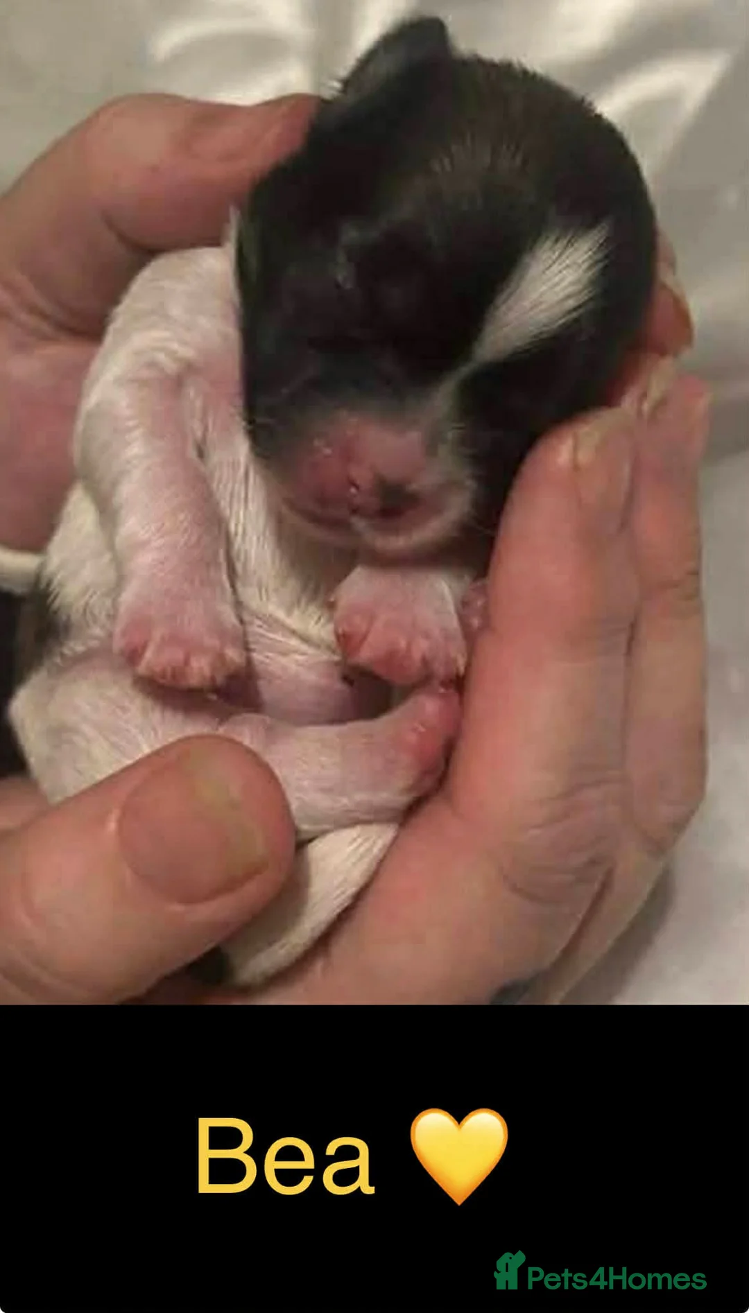 Mixed Breed dogs for sale: 6 beautiful shichon puppies  in Plymouth - Advert 7