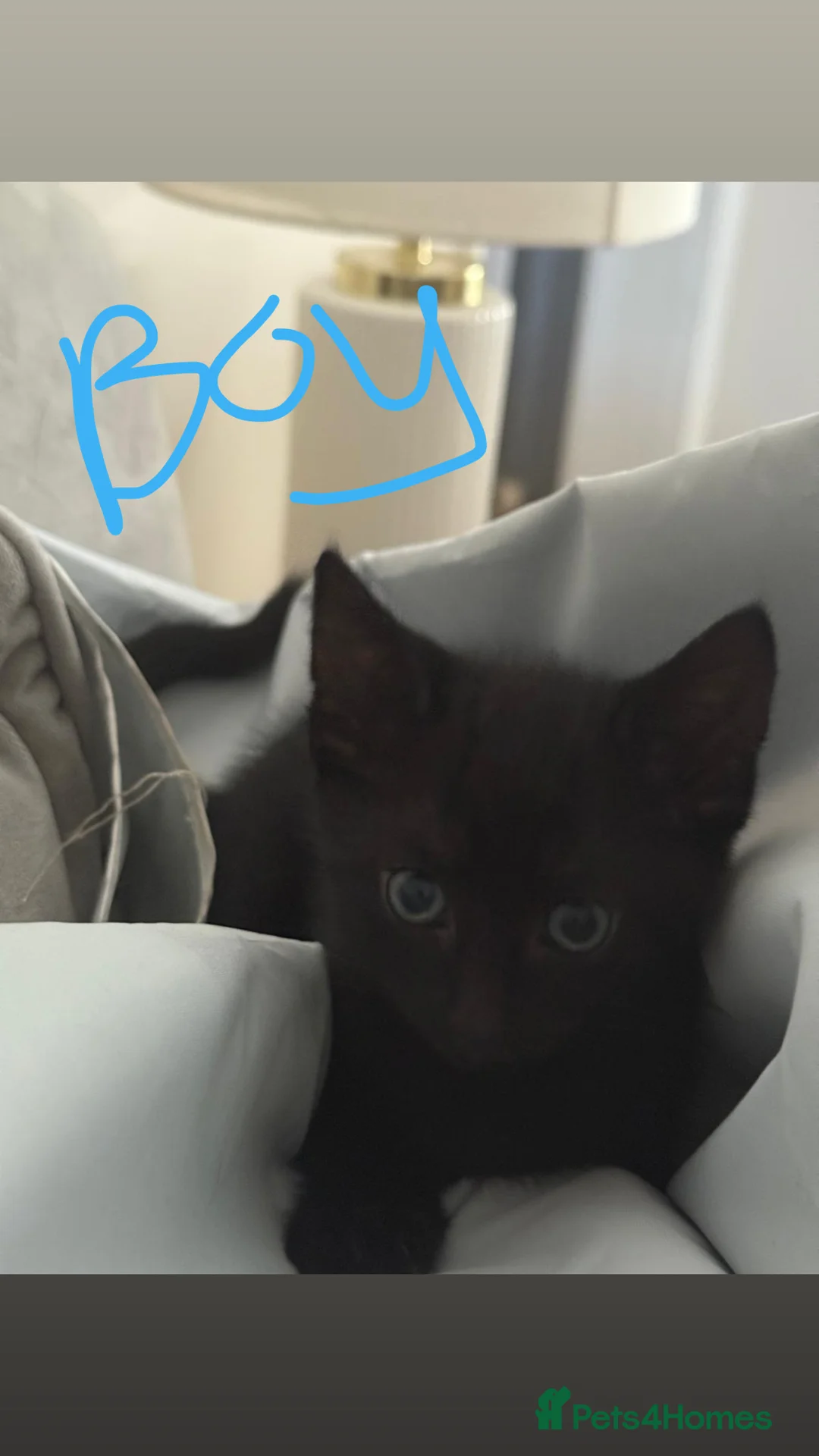 Mixed Breed cats for sale: URGENT - Advert 7