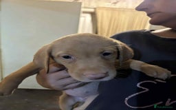 Labrador Retriever dogs for sale: Labrador puppies  - Image 6