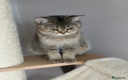 British Shorthair cats for sale: BSH Golden kittens  - Image 32