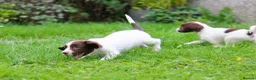 English Springer Spaniel dogs for sale: Working Line Liver And White Springer Spaniels - Advert 21