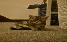 Maine Coon cats for sale: Maine coon x for sale - Advert 12