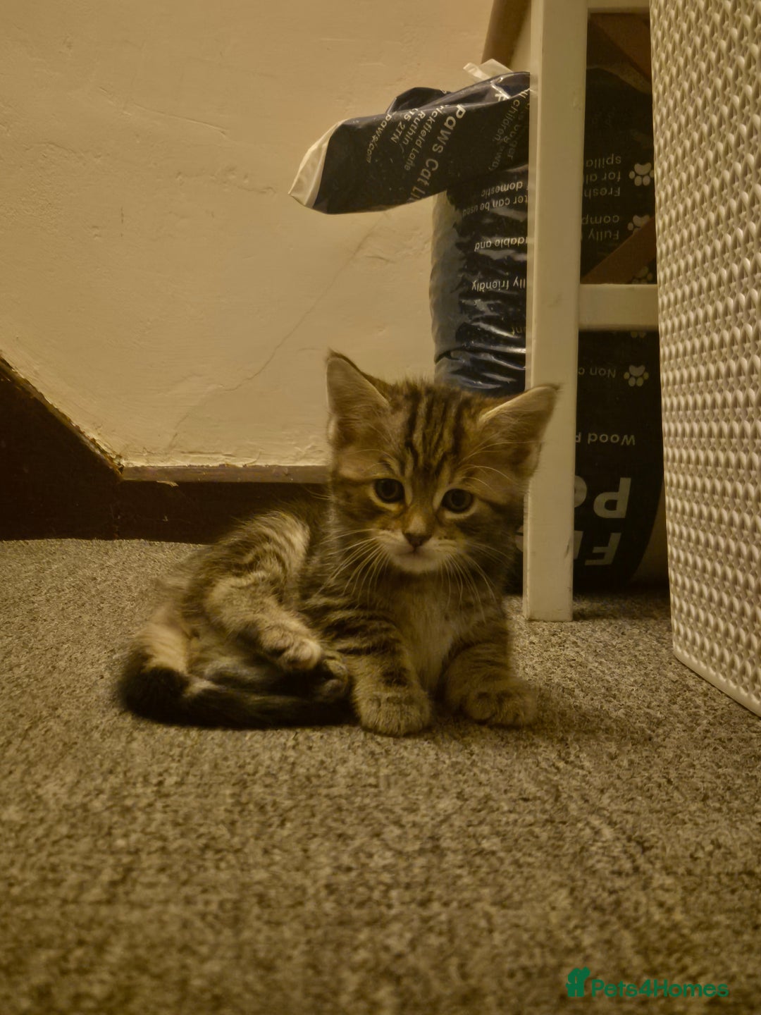 Maine Coon cats for sale: Maine coon x for sale - Advert 12