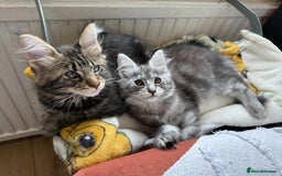 Maine Coon cats for sale: Maine coon - Image 11