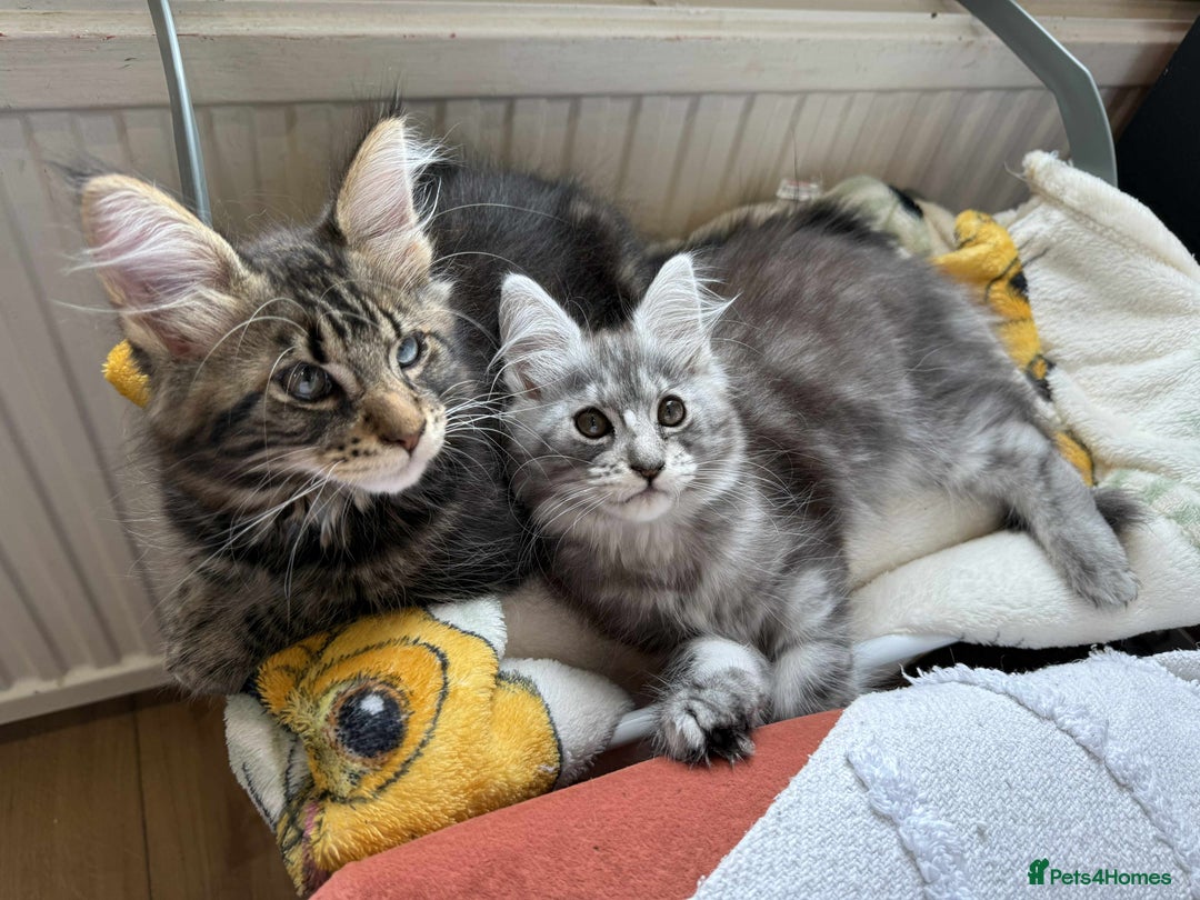 Maine Coon cats for sale: Maine coon - Image 11