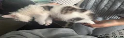 Mixed Breed cats for sale: Beautiful kittens mixed with ragdoll - Advert 3