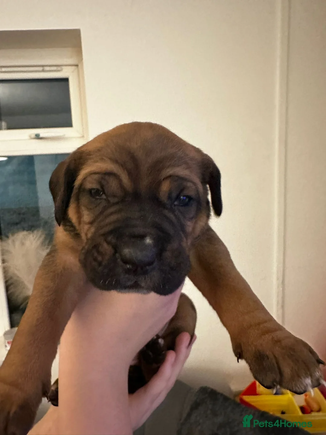 Cane Corso dogs for sale: Ready to go Thursday 2boys 1girl cane Corso pups - Advert 33