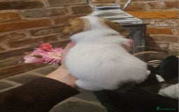 Jack Russell dogs for sale: Lovely Jack russell puppies. - Image 17