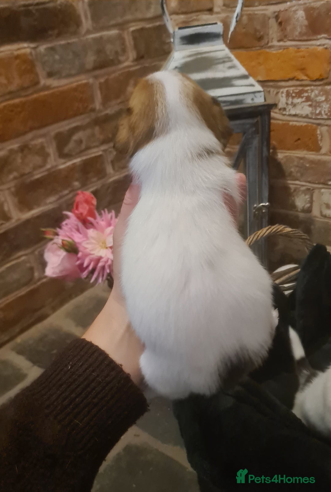 Jack Russell dogs for sale: Lovely Jack russell puppies. - Image 17
