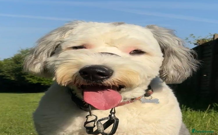 Old English Sheepdog dogs - Advert 1