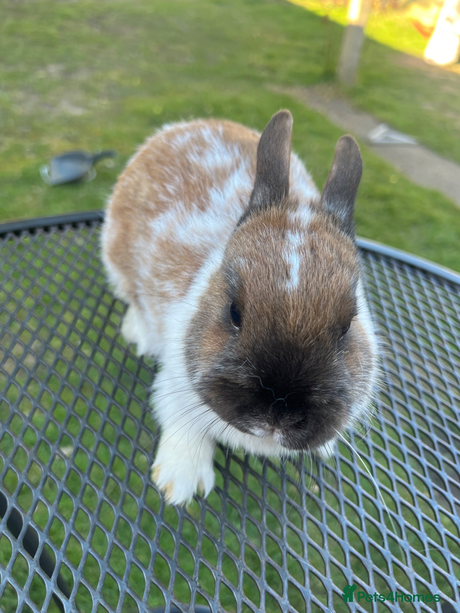 Netherland Dwarf rabbits A friendly pretty female Dwarf Rabbit - Advert 2