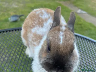 Netherland Dwarf rabbits A friendly pretty female Dwarf Rabbit - Advert 2