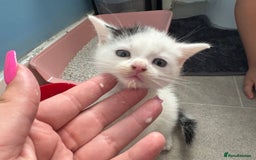 Mixed Breed cats for sale: 4 beautiful boy kittens  - Image 4