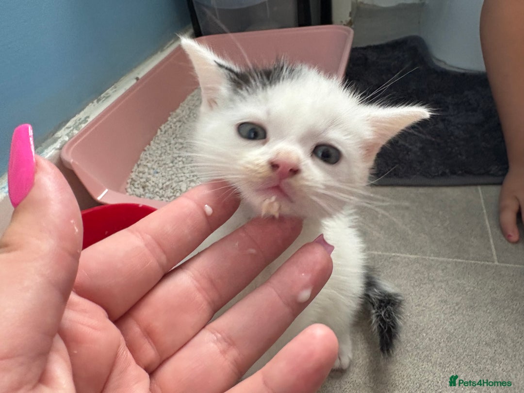 Mixed Breed cats for sale: 4 beautiful boy kittens  - Image 4