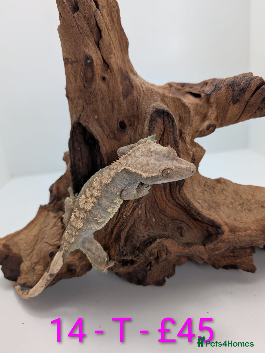 Gecko reptiles for sale: Adult Crested Geckos - Advert 14