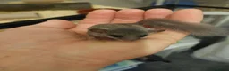 Mouse rodents for sale: African pygmy Dor mice - Advert 3