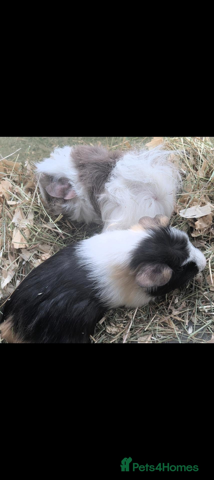 Guinea Pig rodents Beautiful baby guinea pigs - males and females  - Advert 2