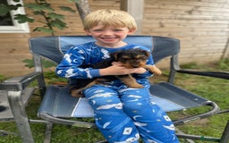 Welsh Terrier dogs for sale: Stunning KC reg PLL CLEAR Welsh terrier puppies in Dronfield - Image 2